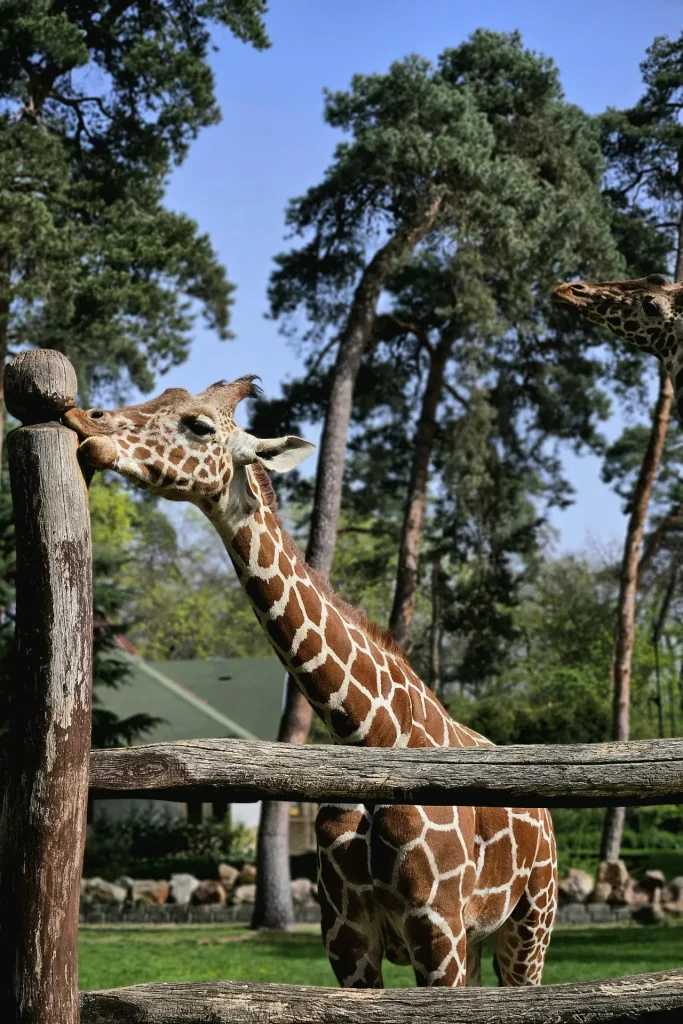 osz debrecenben zoo debrecen